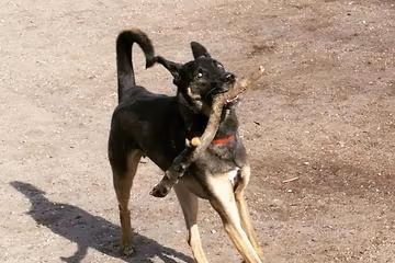 Brower Park Off-Leash Area